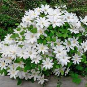 Flori albe frumoase pentru un teren de gradina
