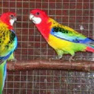 Roșu roșu și pestriț: cum să înfrumuseța un papagal