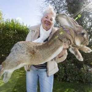 Rabbit-gigantii: cei mai mari iepuri din lume