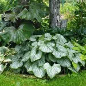 Brunner cu frunze mari: îngrijire și cultivare în grădină
