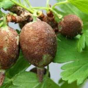 Gooseberries: bolile și tratamentul acestora, pulverizare
