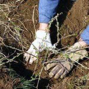 Coacăze în pământ: trăsături de plantare și îngrijire