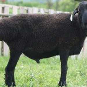 Sheep din oaie: specii de rasă, descriere și conținut