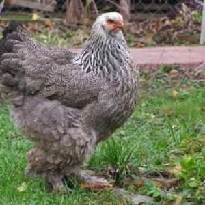 Chicken brahma: o descriere a păsărilor, tehnologie de reproducere, hrană și boală