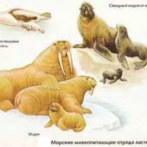 Pinniped mammals: reprezentanți ai ordinii de pinipede