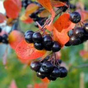 Proprietăți terapeutice de ashberry chokeberry