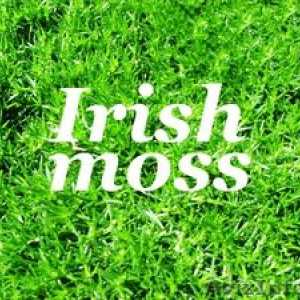 Proprietățile vindecătoare ale mușchiului irlandez, rețete și recenzii