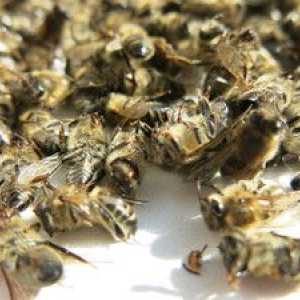 Proprietățile terapeutice ale podmoroaii de albine și ale caracteristicilor aplicației