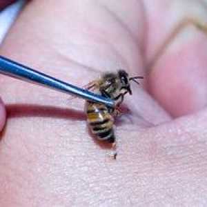 Tratamentul cu albine: beneficii, contraindicații, rețete populare