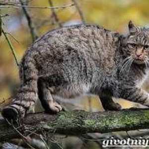Pisica forestiera: modul de viata al pisicii salbatice europene
