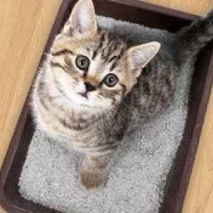 Tavă pentru pisici: specie. Sala de toaletă cu laturi înalte