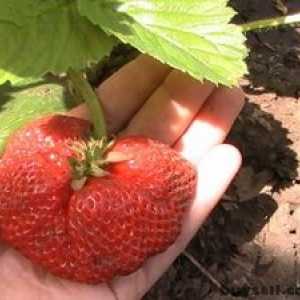 Cele mai bune soiuri de căpșuni și căpșuni remontante: descriere și fotografie
