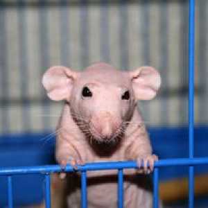 Bald rat Sfinx: secretele de a păstra un animal de companie