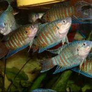 Acvariu mic - 10 dintre cele mai pretențioase pești de acvariu
