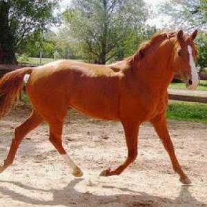Caii cailor: descriere, fotografii si nume