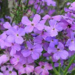 Mathiola roz: cultivarea violetelor de noapte