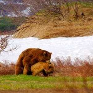 Ursul grizzly sau gri: hrana, reproducerea, unde locuiește