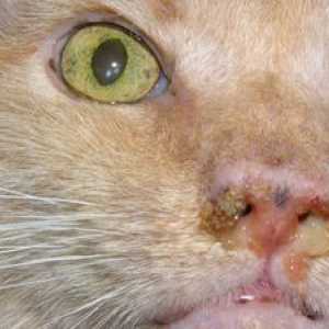 Micoplasmoza la pisici: simptome și tratament