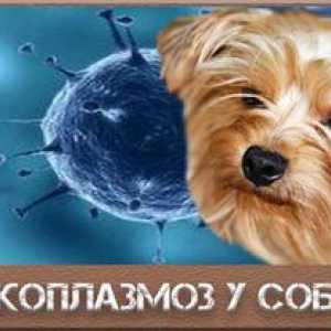 Micoplasmoza la câini: simptome și tratament