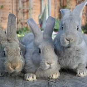 Mikksomatoz la iepuri: simptome și tratament la domiciliu