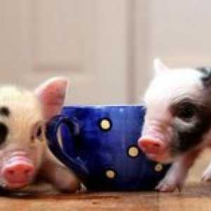 Mini-porci: porci pitici domestici