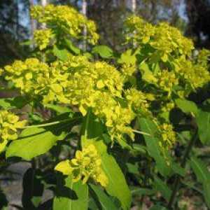 Euphorbia pallas sau muzhik-root: proprietăți medicinale, rău