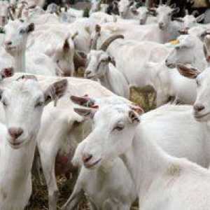 Rase de capre de lapte: nume, descrieri și caracteristici