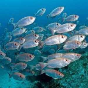 Specii de pești marine: descriere și caracteristici