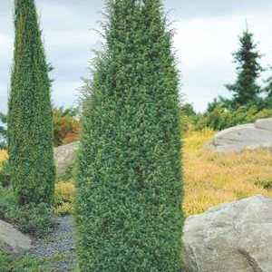 Juniperus ordinară: o descriere a speciei juniperus communis