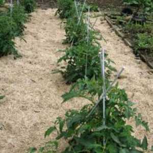 Plăci de mulci: sfaturi pentru grădinărit, cum să mulci
