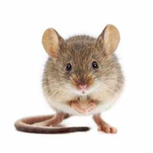 Șoareci: o varietate de specii din aceste animale