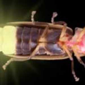 Firefly de insecte: ce se hrănește, unde trăiește și de ce strălucește?