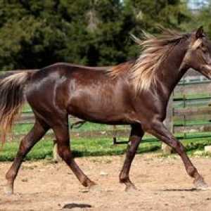 Numele și descrierea cailor cu fotografii