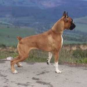 Boxerul german: o rasă uimitoare de câini