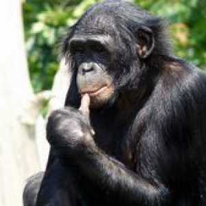 Bonobo de maimuță: caracteristicile speciei de cimpanzei pitic