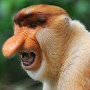 Maimuta este un nosiac. Viața unei maimuțe cu un nas mare