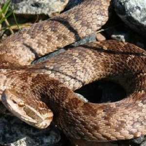 Ordinul Shtomerdnik: un mod de viață și un habitat al unui șarpe