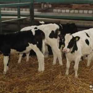 Privire de ansamblu asupra vacilor și taurilor Holstein