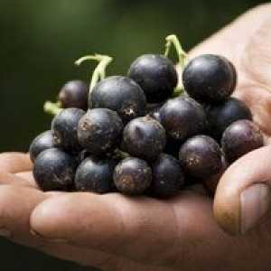 Revizuirea celor mai bune soiuri de coacăze negre