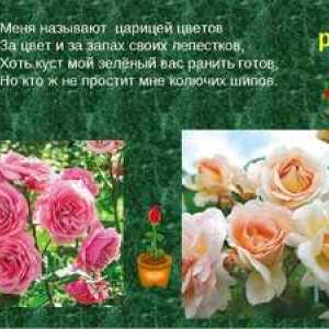 Descrierea trandafirului: caracteristicile și proprietățile utile ale florii