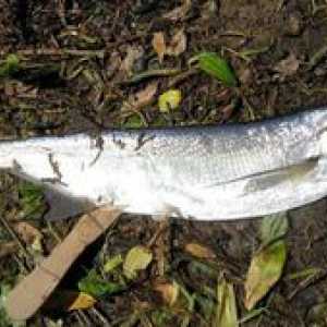 Descrierea peștelui Chekhon: unde se găsește, habitat
