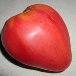 Descrierea soiului de tomate Mazarin: plantare și îngrijire