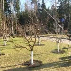 Pulverizarea pomilor fructiferi împotriva dăunătorilor în primăvară