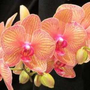 Phalaenopsis Orchid: îngrijire la domiciliu