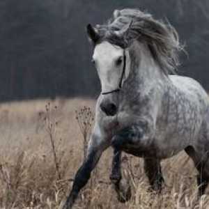 Orel rasa de cai: caracteristici și descrierea trotter
