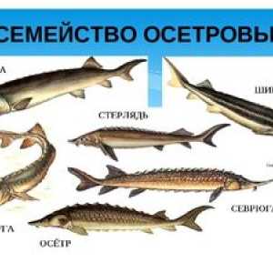 Specii de pești de sturion: familie de sturioni