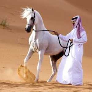 Caracteristicile cailor din rasa cal Arabian