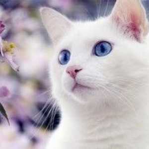 Caracteristicile raselor de pisici albe cu ochi albaștri
