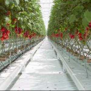 Caracteristici de plantare și de îngrijire pentru tomate în seră