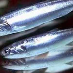 Caracteristici: pește hamsa (Marea Neagră)